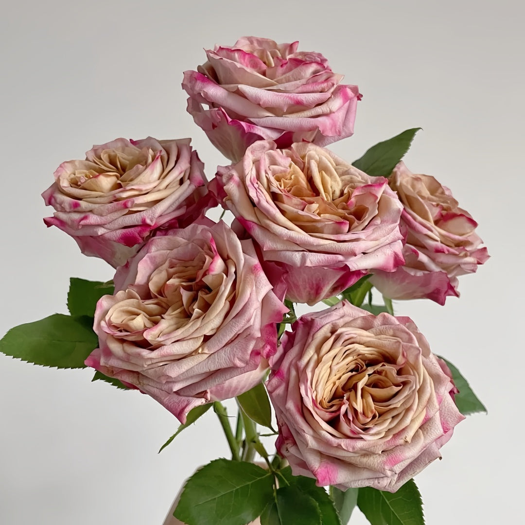 Pimms Rose