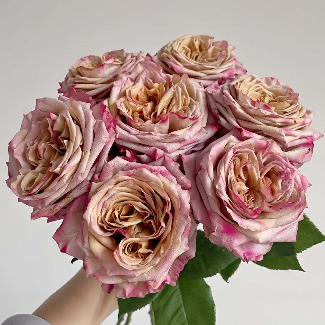 Pimms Rose