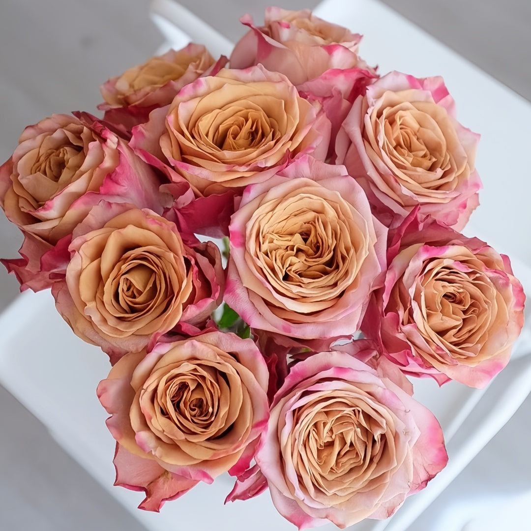 Pimms Rose