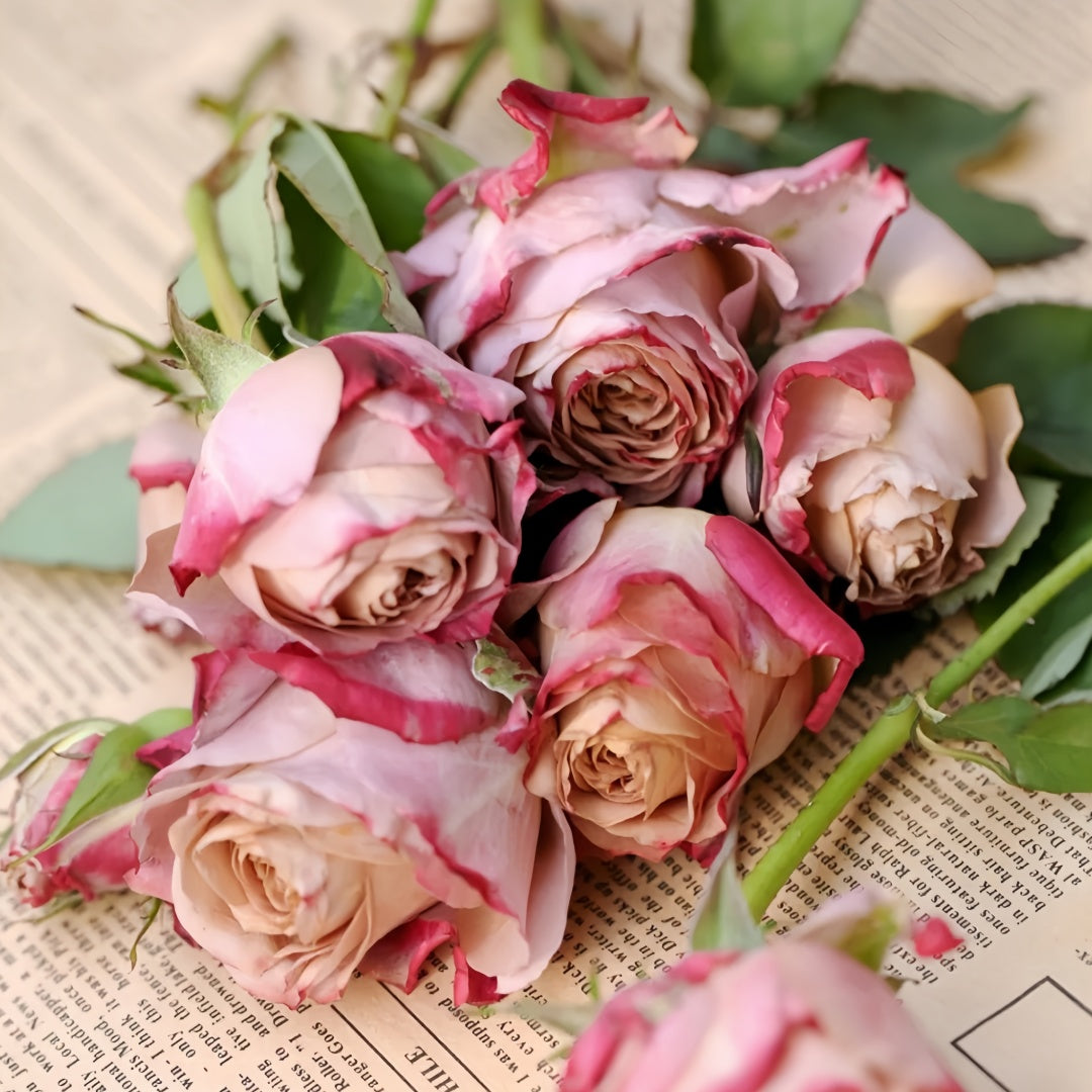 Pimms Rose