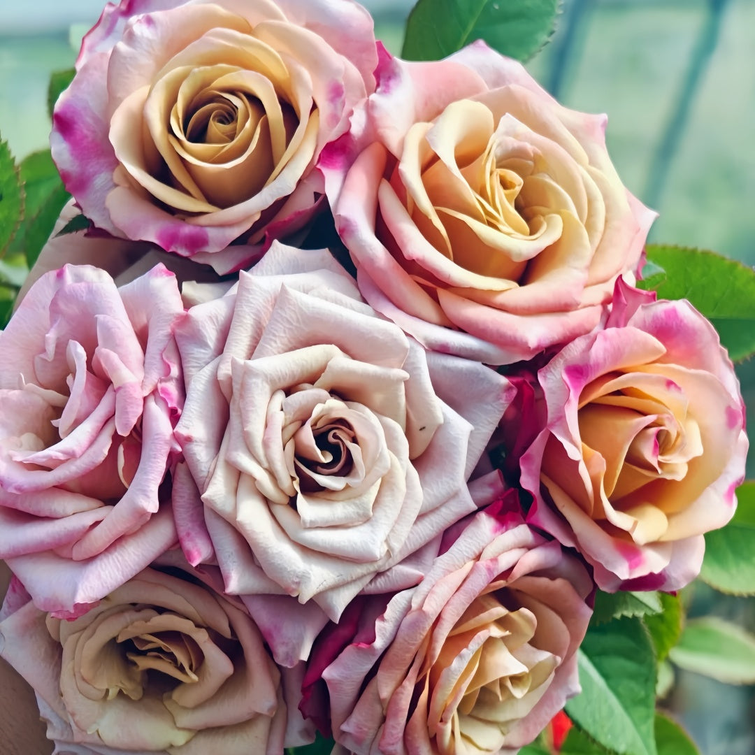 Pimms Rose