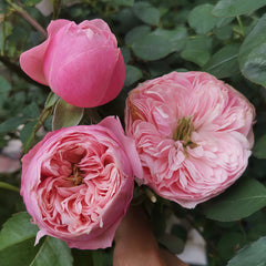 Pin up rose