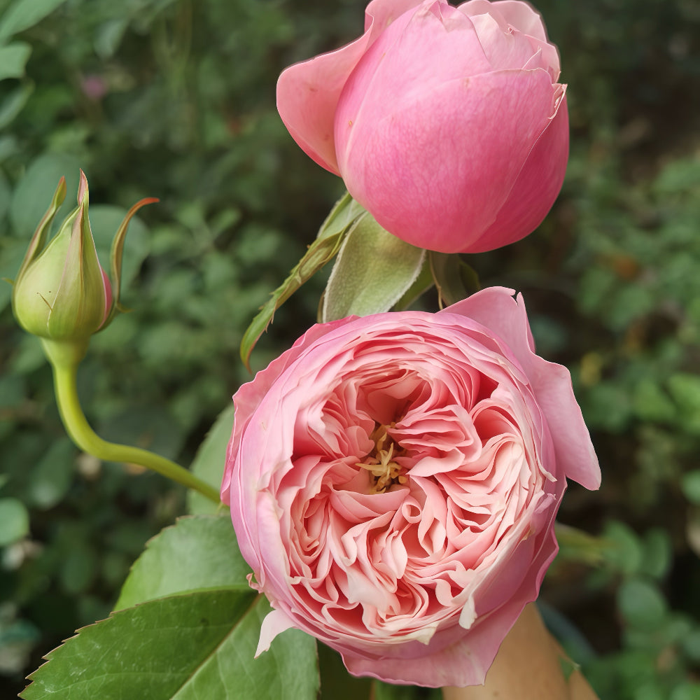 Pin up rose