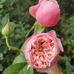 Pin up rose