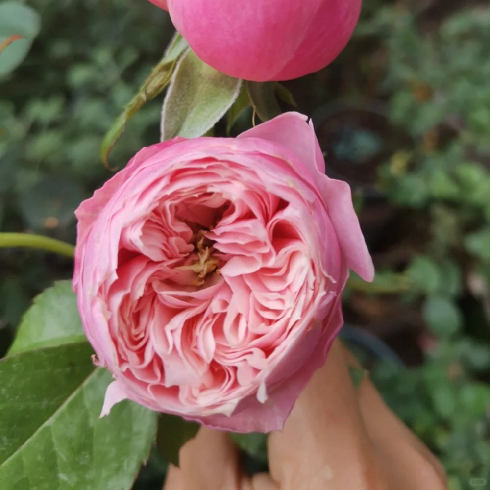 Pin up rose