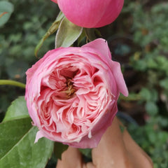 Pin up rose