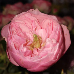 Pin up rose