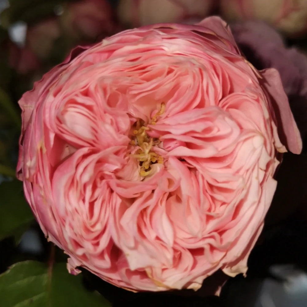 Pin up rose