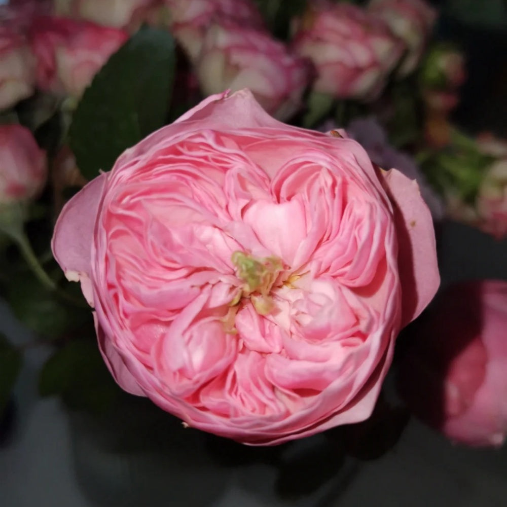Pin up rose