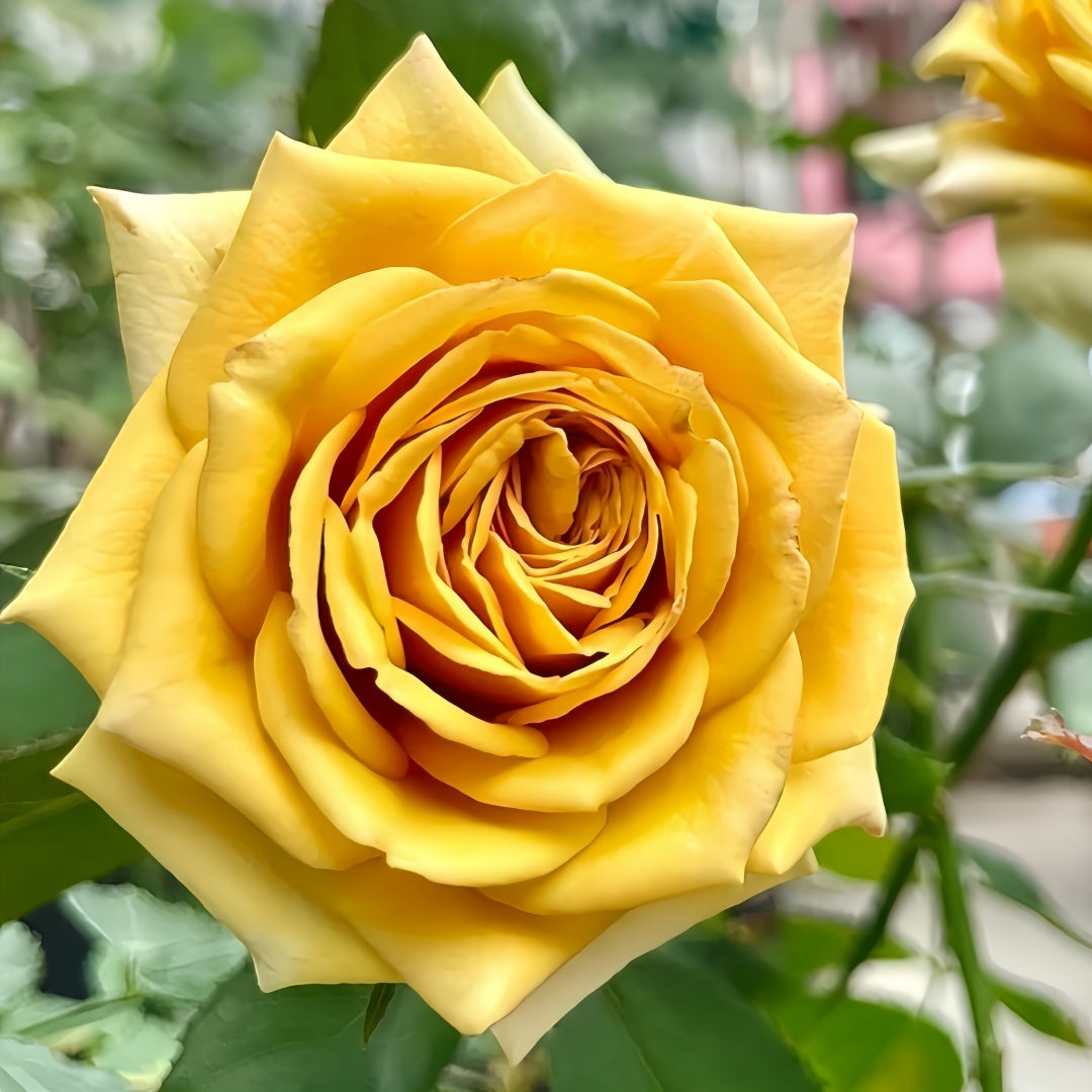 Pine Dream Rose