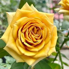 Pine Dream Rose
