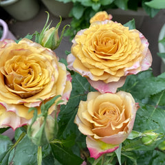 Pine Dream Rose