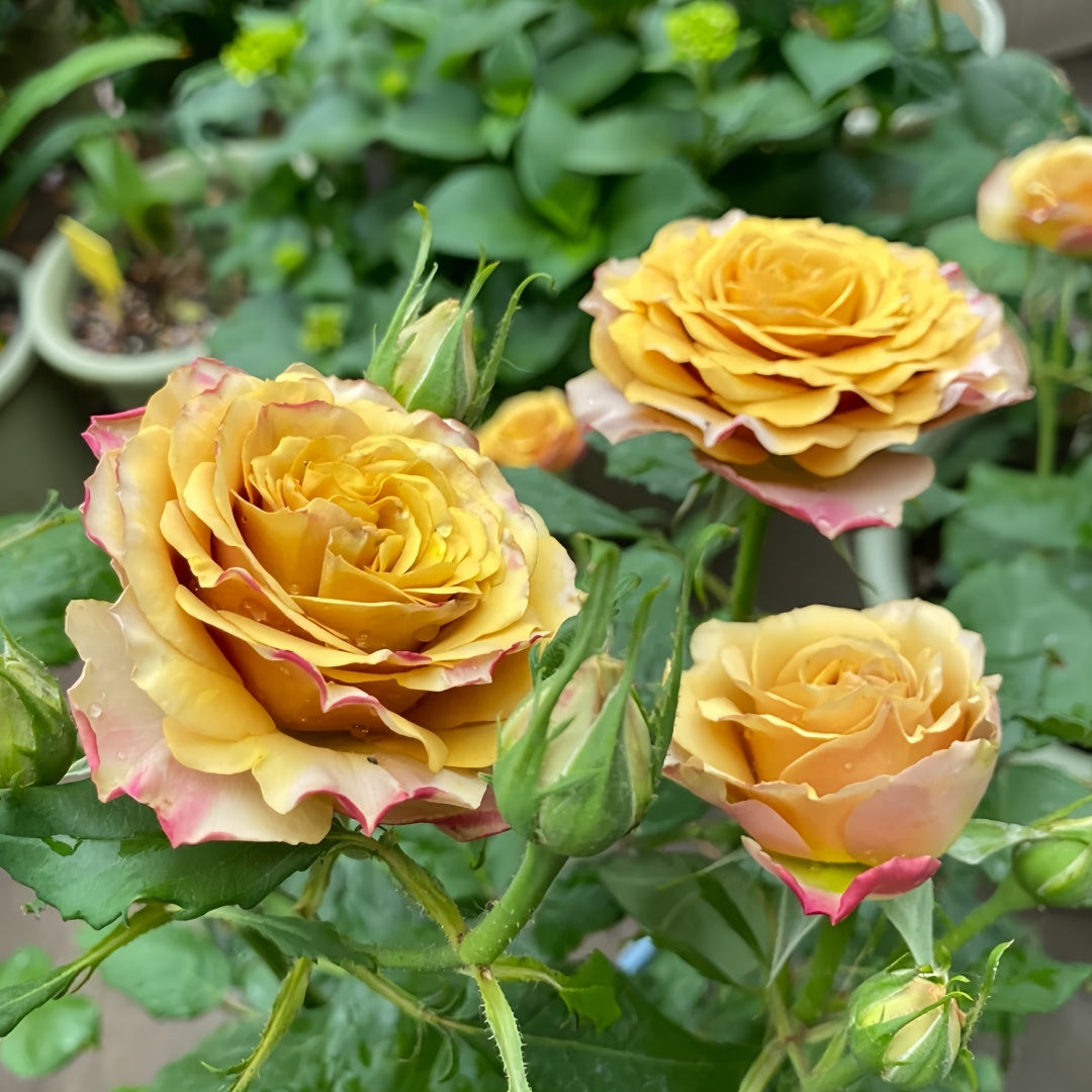 Pine Dream Rose