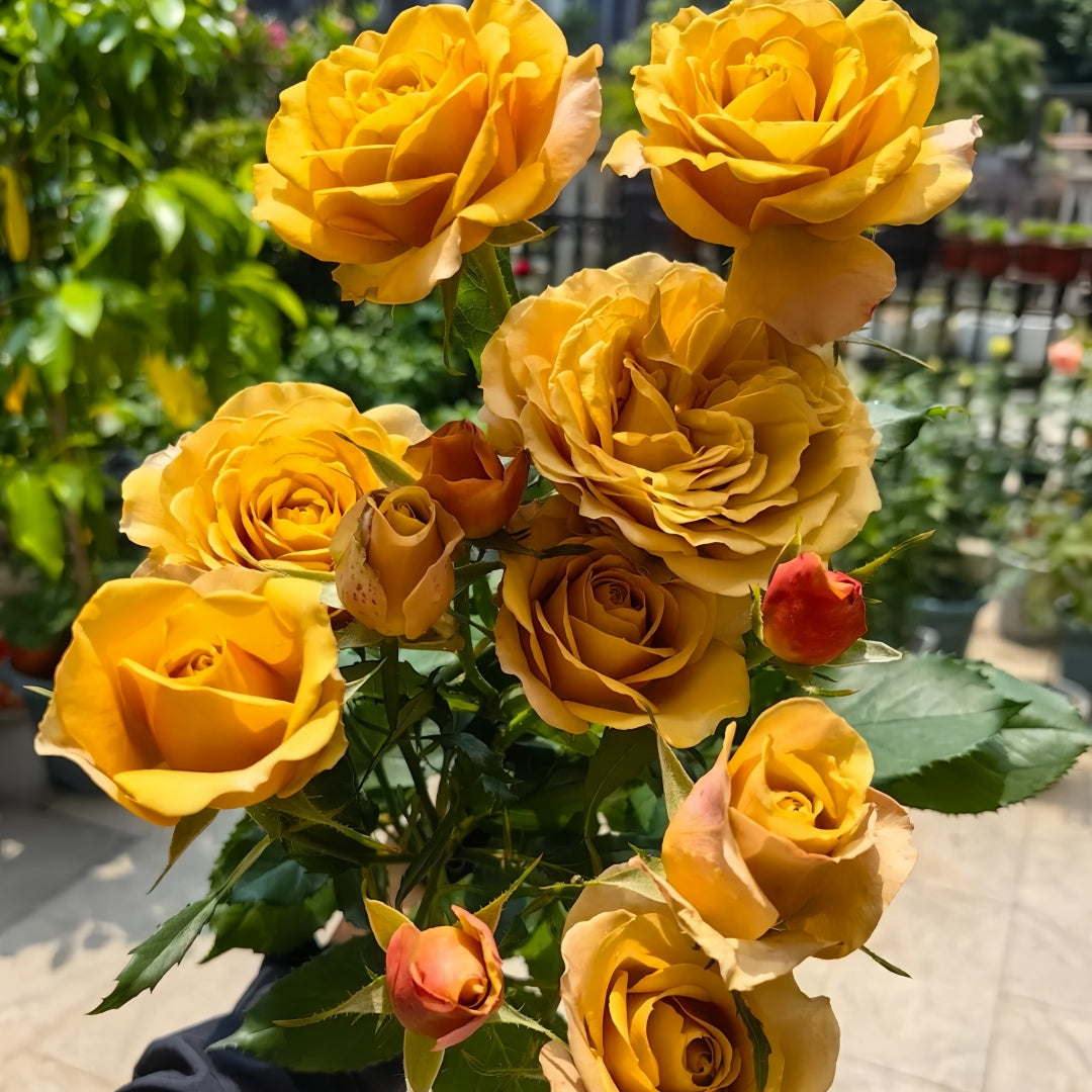 Pine Dream Rose