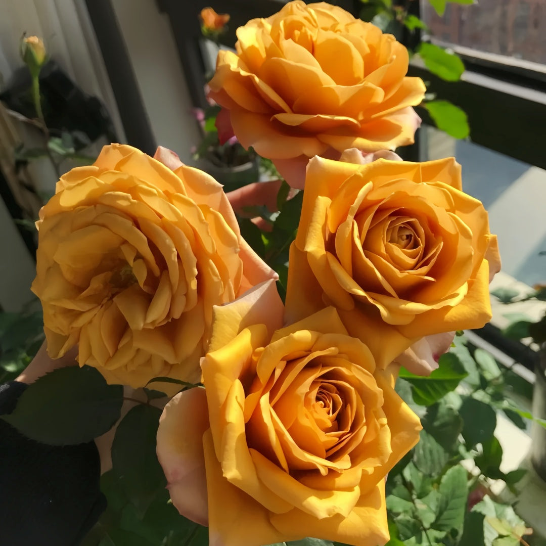 Pine Dream Rose