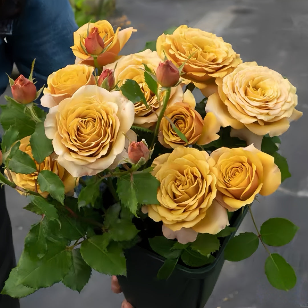Pine Dream Rose