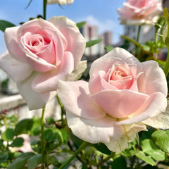 Pink Avalanche Rose