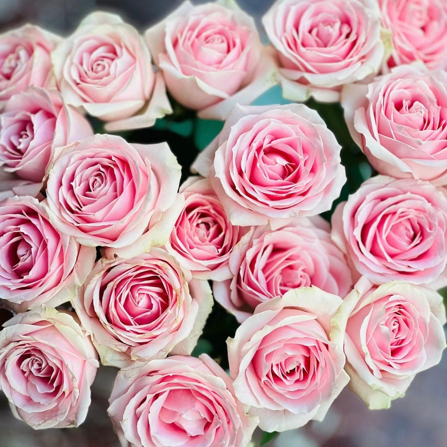 Pink Avalanche Rose