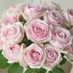 Pink Avalanche Rose