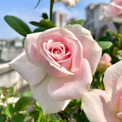 Pink Avalanche Rose