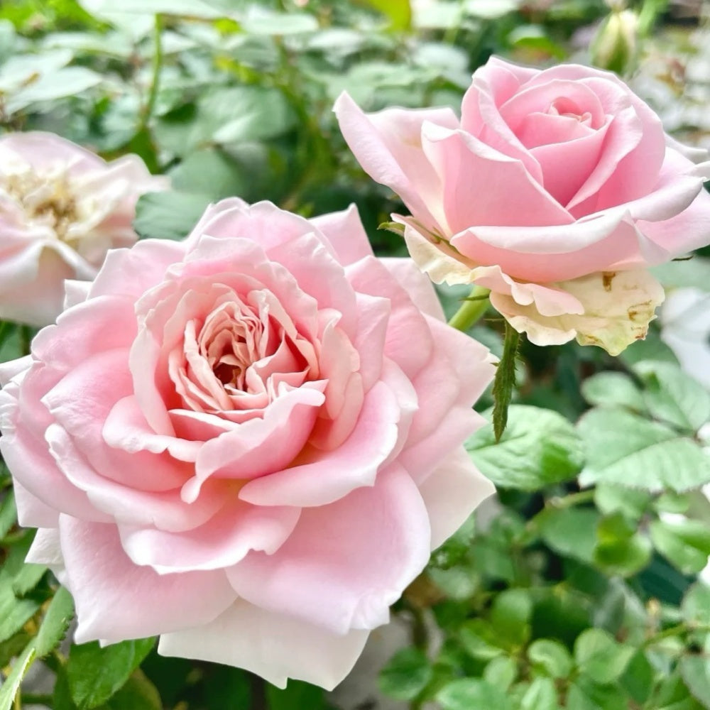 Pink Avalanche Rose