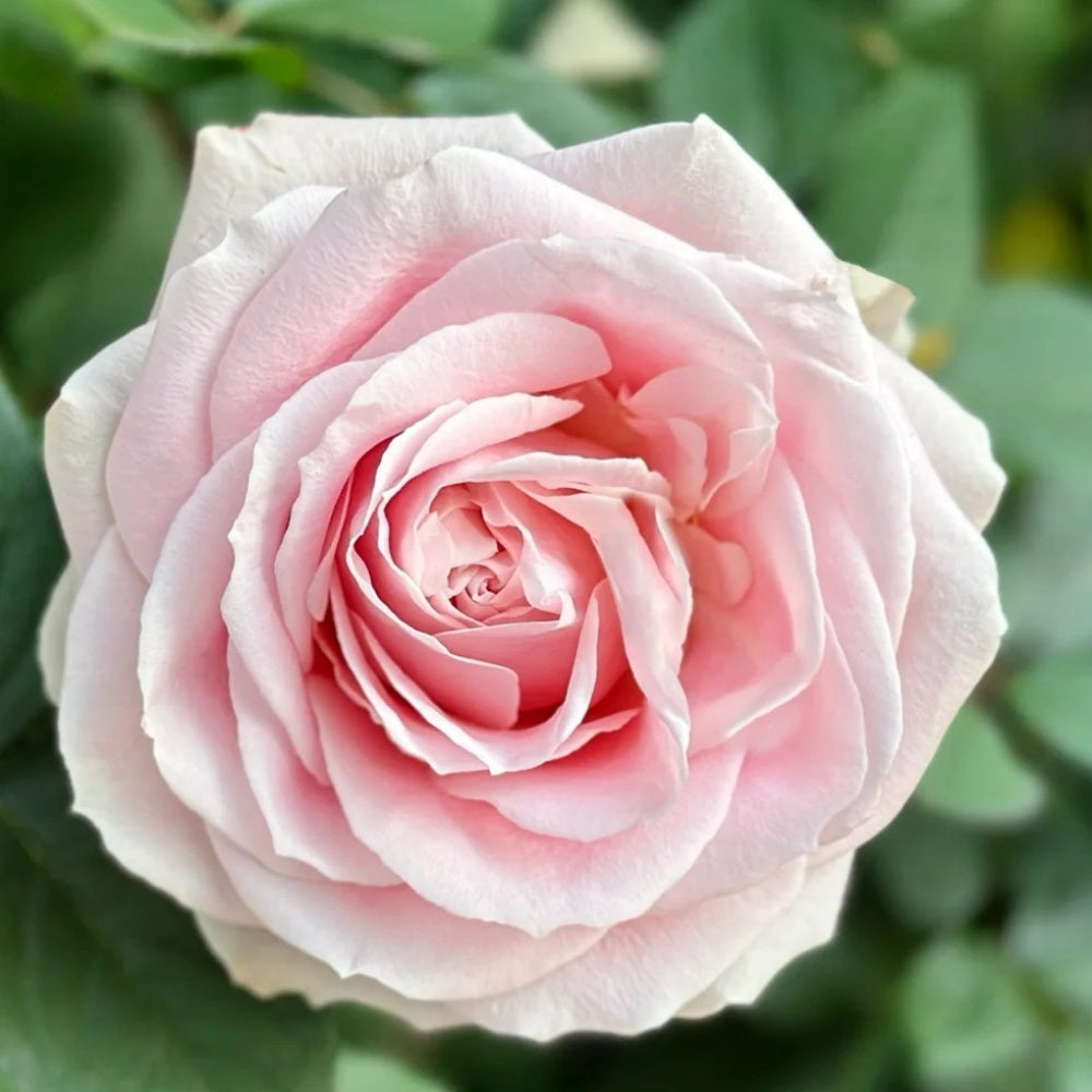 Pink Avalanche Rose