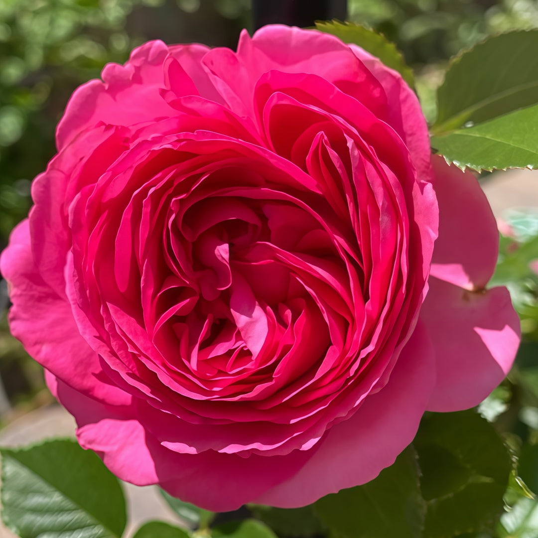 Pink Eden Rose