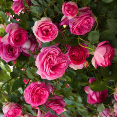 Pink Eden Rose