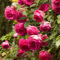 Pink Eden Rose