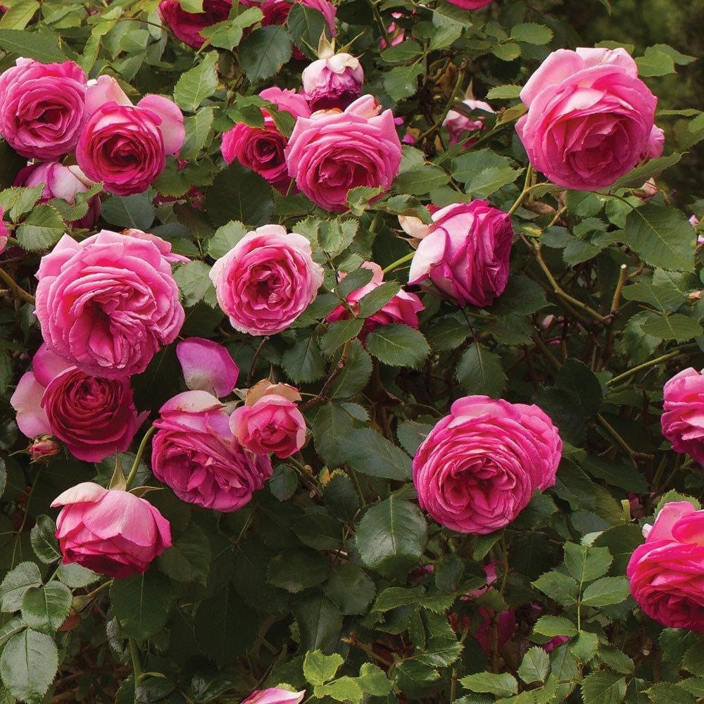 Pink Eden Rose