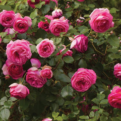 Pink Eden Rose
