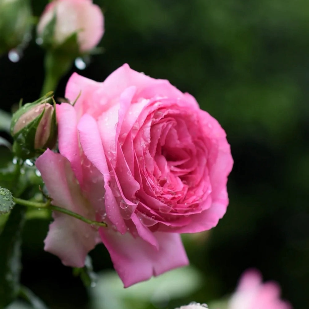Pink Eden Rose