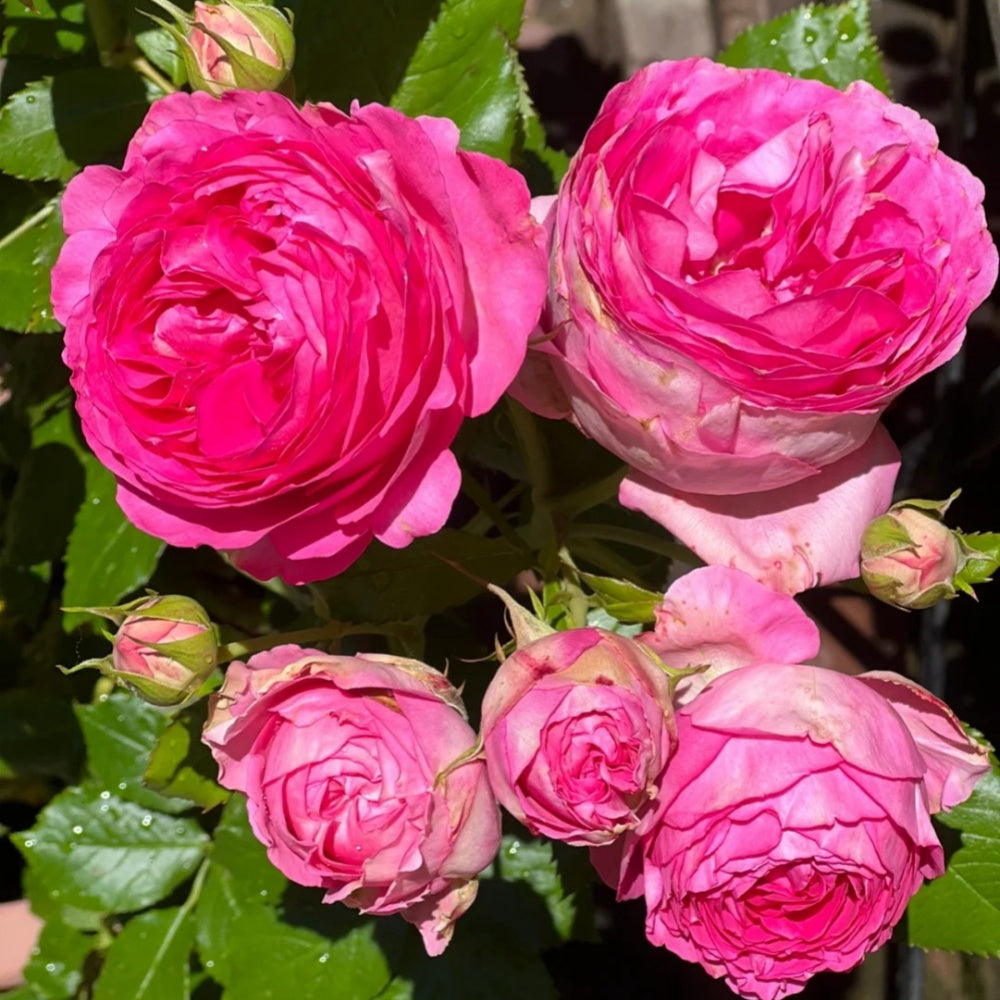 Pink Eden Rose