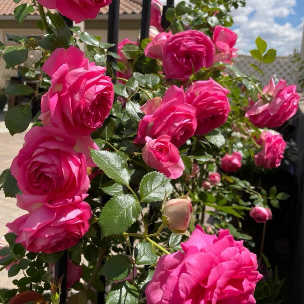 Pink Eden Rose