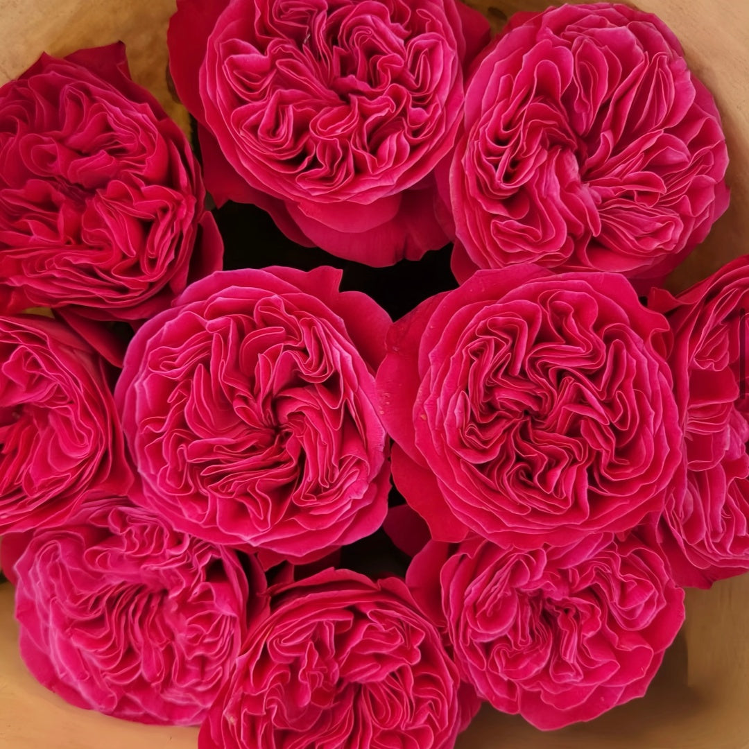 Pink 'N Pretty Rose