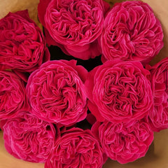 Pink 'N Pretty Rose