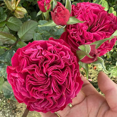 Pink 'N Pretty Rose