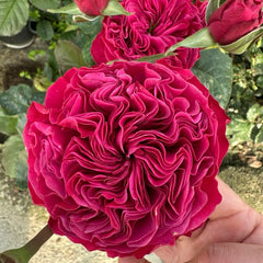 Pink 'N Pretty Rose