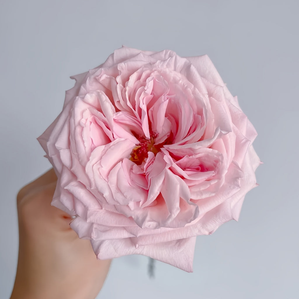 Pink O 'Hara Rose-粉荔枝｜France Cut Rose – Ergongzy Roses