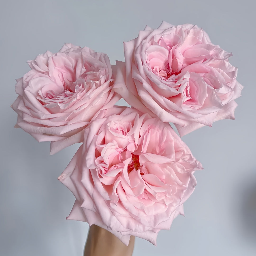 Pink O 'Hara Rose