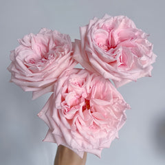 Pink O 'Hara Rose
