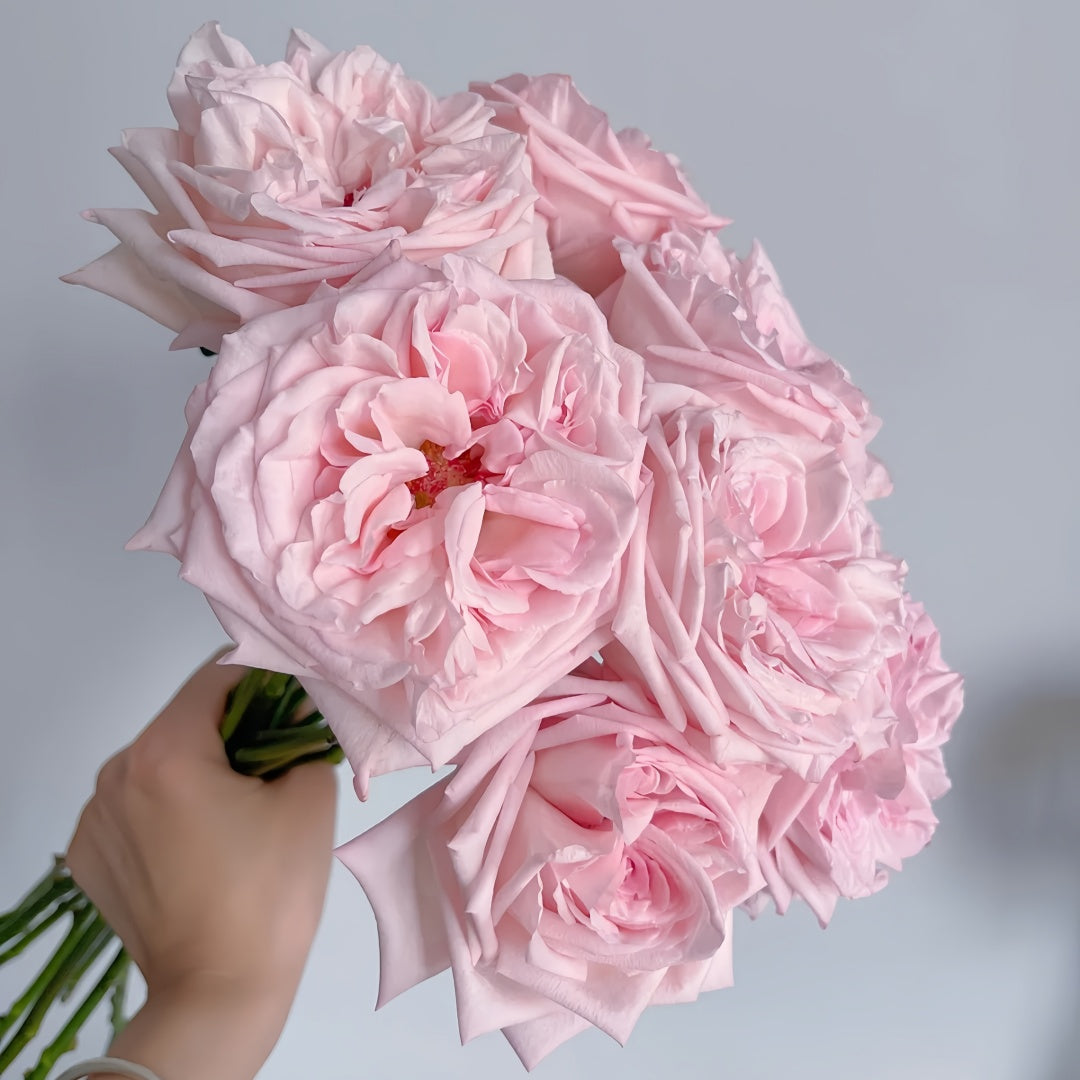 Pink O 'Hara Rose