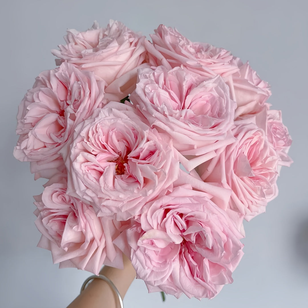 Pink O 'Hara Rose