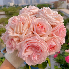 Pink O 'Hara Rose-粉荔枝｜France Cut Rose – Ergongzy Roses