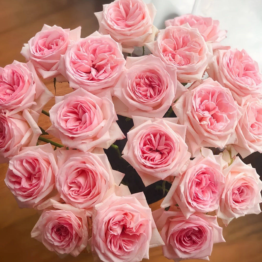 Pink O 'Hara Rose