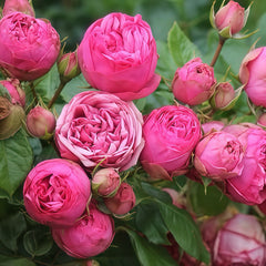 Pink Piano rose