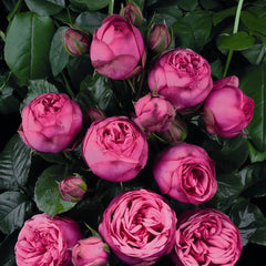 Pink Piano rose