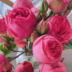 Pink Piano rose