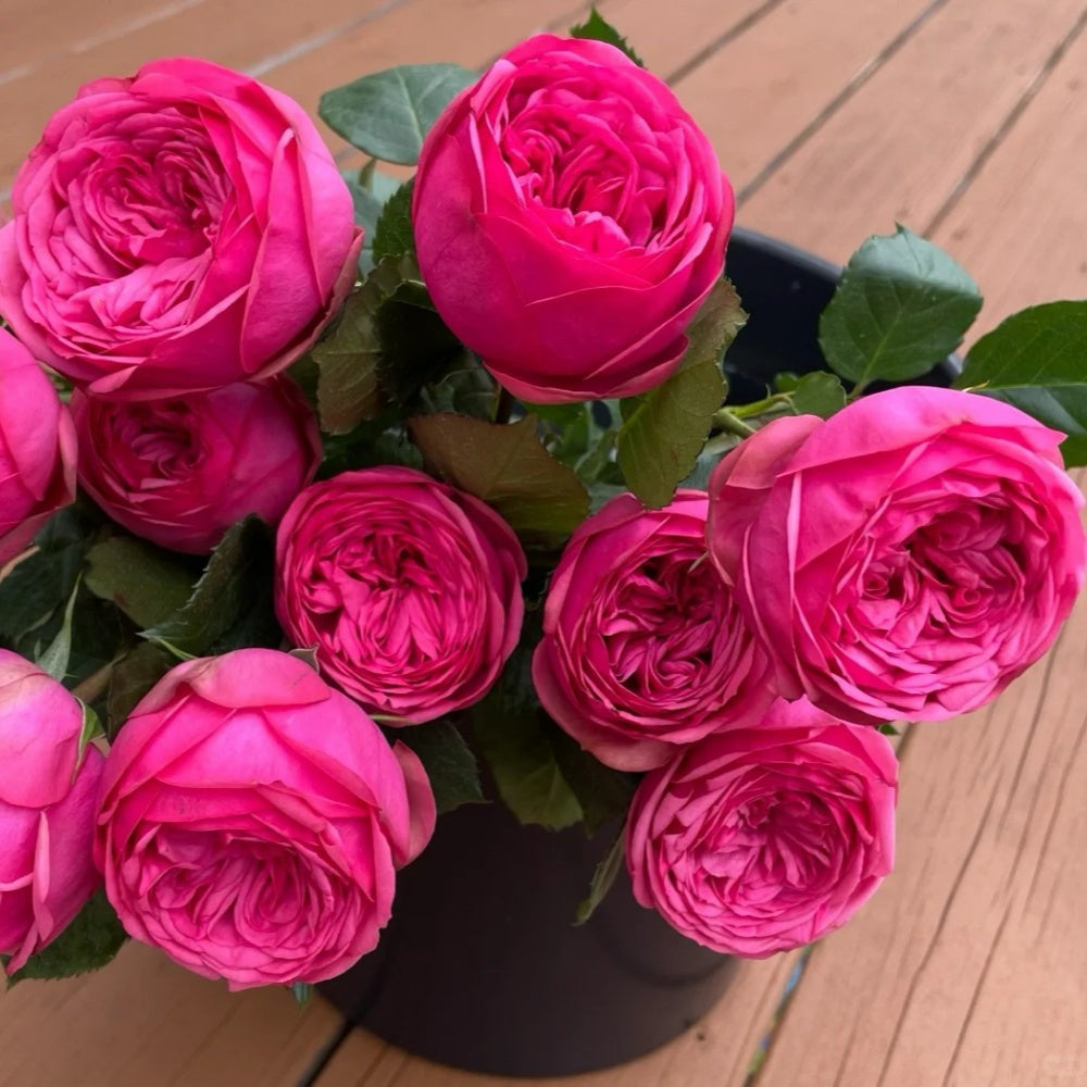 Pink Piano rose