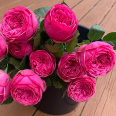 Pink Piano rose